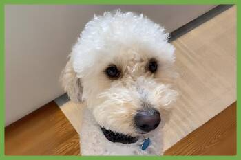 Miniature Poodle and Australian Shepherd Dogs Available for Adoption - Teddy | PetCurious