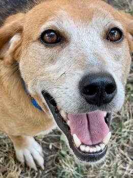 Rescue Beagle Dogs for Adoption in Spring Hill, Tennessee - Blanche | PetCurious