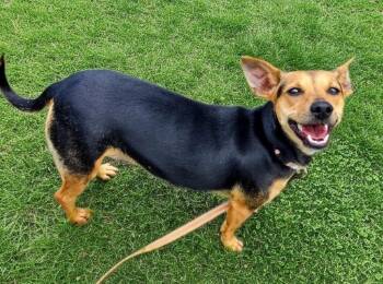Chihuahua and Dachshund Dogs Available for Adoption in Fort Myers, Florida - Hershey | PetCurious