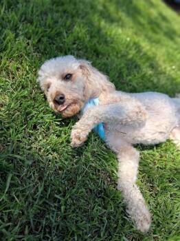 Bella Swan -  Poodle Dog for Adoption in Blanchard, Oklahoma - Bella Swan | PetCurious