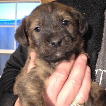 Airedale Terrier and Norfolk Terrier Dogs Available for Adoption - B2/ Maverick | PetCurious