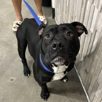 Skai (Sky) -  Terrier Dog for Adoption in Tampa, Florida - Skai (Sky) | PetCurious