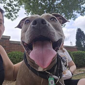 Bud -  Terrier Dog for Adoption in St. Louis, Missouri - Bud | PetCurious