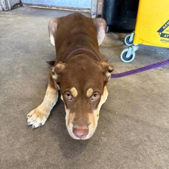 Rockford -  Shepherd and Mixed Breed Dog for Adoption in Birmingham, Alabama - Rockford | PetCurious