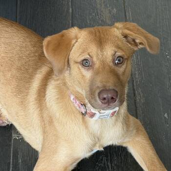 Pumpkin -  Labrador Retriever Dog for Adoption in Jefferson, New Jersey - Pumpkin | PetCurious