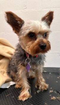 Yorkshire Terrier Dogs Available for Adoption in Ellijay, Georgia - Hickory | PetCurious