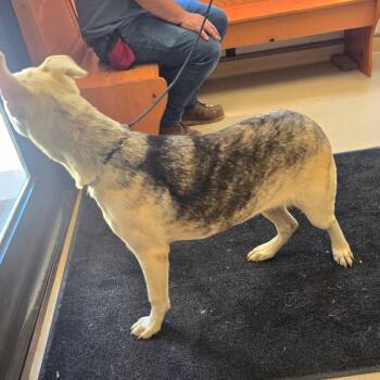 Keyira -  Mixed Breed Dog for Adoption in Fort Bragg, California - Keyira | PetCurious