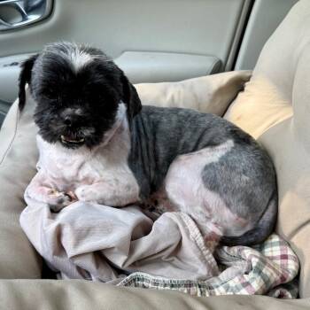 Shih Tzu Dogs Available for Adoption in Ennis, Texas - Leo | PetCurious