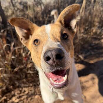 Rescue Mixed Breed Dogs for Adoption in Moab, Utah - Cheeto | PetCurious