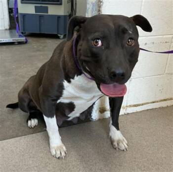 Pit Bull Terrier Dogs Available for Adoption - THERESA | PetCurious