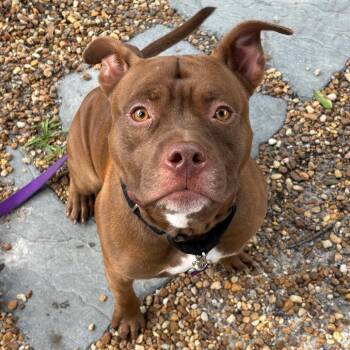 Red -  Mixed Breed Dog for Adoption in Sarasota, Florida - Red | PetCurious