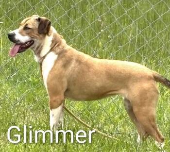 Rescue Labrador Retriever and Hound Dogs for Adoption in Crossville, Tennessee - GLIMMER | PetCurious