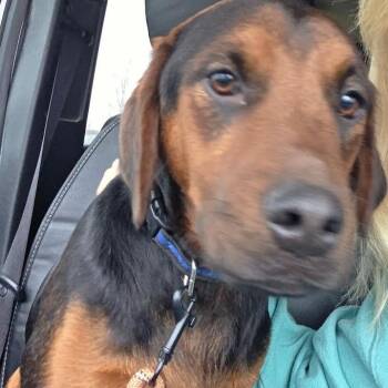 Hound Dogs Available for Adoption - Hank | PetCurious