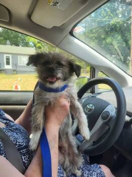 Otis -  Brussels Griffon Dog for Adoption in Pottstown, Pennsylvania - Otis | PetCurious