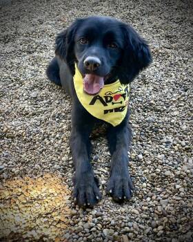Bear -  Cocker Spaniel Dog for Adoption in Lacon, Illinois - Bear | PetCurious