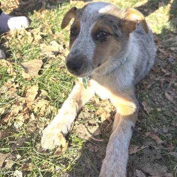 Extra Dinner Roll -  Mixed Breed Dog for Adoption in Buffalo, Minnesota - Extra Dinner Roll | PetCurious