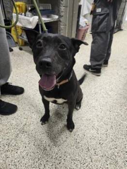 Marina -  Mixed Breed Dog for Adoption - Marina | PetCurious