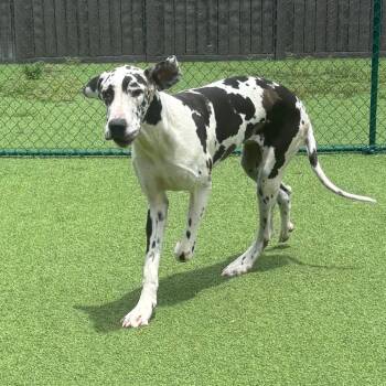 Boogie Boots 6373 -  Great Dane Dog for Adoption in Loxahatchee Groves, Florida - Boogie Boots 6373 | PetCurious