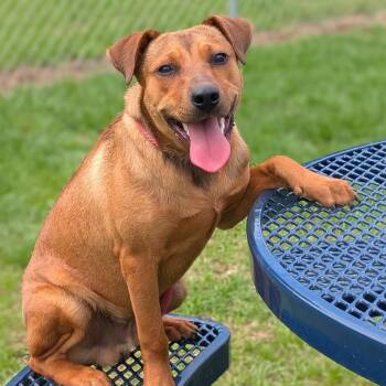 BASCO -  Mixed Breed Dog for Adoption in Cranston, Rhode Island - BASCO | PetCurious