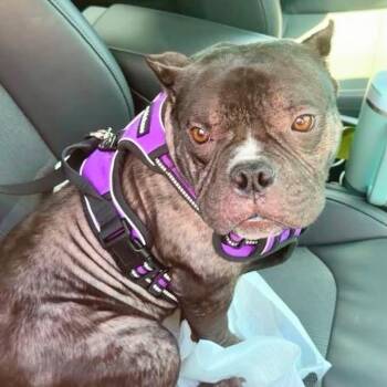 Confetti -  French Bulldog Dog for Adoption in Oakland, California - Confetti | PetCurious