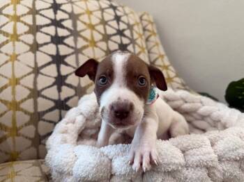Bagby Princess Gala -  Pit Bull Terrier and Jack Russell Terrier Dog for Adoption in Friendswood, Texas - Bagby Princess Gala | PetCurious