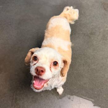 Ziva -  Cocker Spaniel and Terrier Dog for Adoption in Idaho Falls, Idaho - Ziva | PetCurious