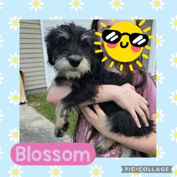 Schnoodle Dogs Available for Adoption in Ringwood, New Jersey - Blossom | PetCurious