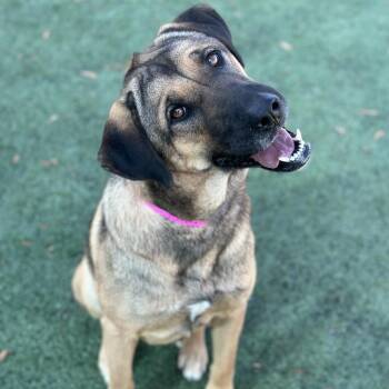 Mixed Breed Dogs Available for Adoption - Roxy | PetCurious