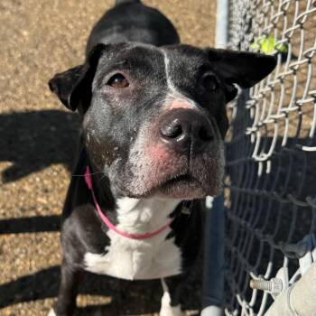 Mushroom -  Mixed Breed Dog for Adoption in Charleston, West Virginia - Mushroom | PetCurious