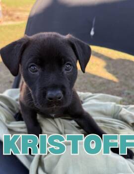 Black Labrador Retriever Dogs Available for Adoption - Kristoff | PetCurious