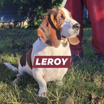 Leroy (Bonded with Liza) -  Basset Hound Dog for Adoption in Farragut, Tennessee - Leroy (Bonded With Liza) | PetCurious