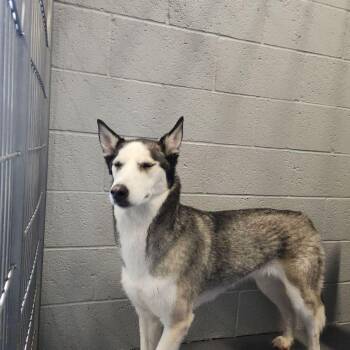 Husky Dogs Available for Adoption - Sasha | PetCurious