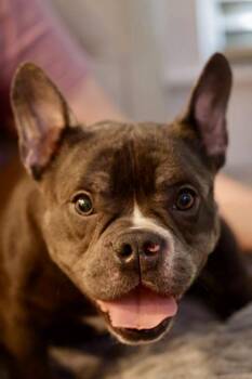 Cecilia -  French Bulldog Dog for Adoption in Atlanta, Georgia - Cecilia | PetCurious