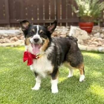 Milton -  Corgi Dog for Adoption in Fairfield, Connecticut - Milton | PetCurious