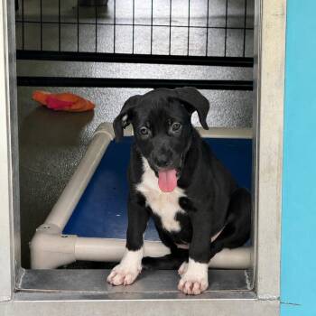 Dublin -  Mixed Breed Dog for Adoption in Bradenton, Florida - Dublin | PetCurious