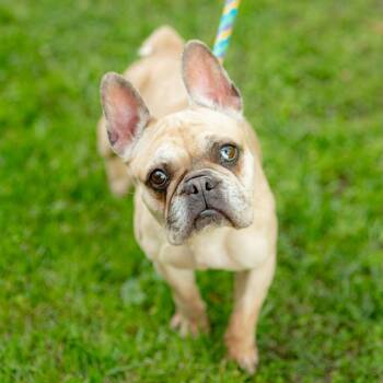 Marcella -  French Bulldog Dog for Adoption in Chester Springs, Pennsylvania - Marcella | PetCurious
