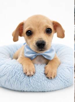 Chihuahua Dogs Available for Adoption in Corona, California - Tanner | PetCurious