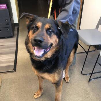 Mixed Breed and German Shepherd Dog Dogs Available for Adoption in York, Pennsylvania - YORK-Stray-15746 | PetCurious