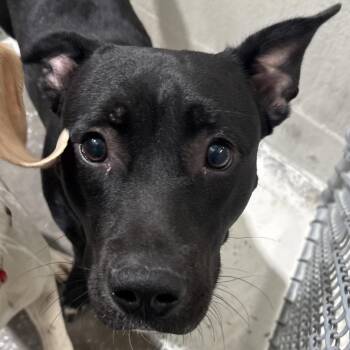 Basset Hound and Pit Bull Terrier Dogs Available for Adoption in Evansville, Indiana - Marley | PetCurious