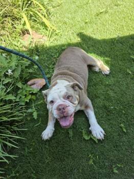 Pen 199 Bon Bon -  English Bulldog Dog for Adoption in Lawrenceville, Georgia - Pen 199 Bon Bon | PetCurious