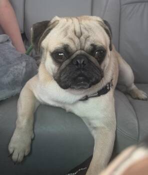 Milow -  Pug Dog for Adoption in Elwood, Illinois - Milow | PetCurious