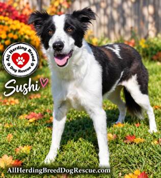 Sushi -  Border Collie Dog for Adoption in Joliet, Illinois - Sushi | PetCurious