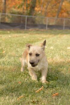 Rescue Terrier Dogs for Adoption in Dublin, Ohio - Lima Bean | PetCurious