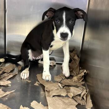 Charlize -  Terrier Dog for Adoption in Parrish, Alabama - Charlize | PetCurious