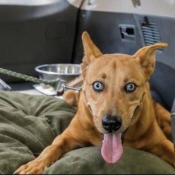 Flambeaux -  Siberian Husky and Australian Shepherd Dog for Adoption in Austin, Texas - Flambeaux | PetCurious
