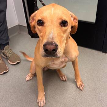 Journey -  Black Mouth Cur and Mixed Breed Dog for Adoption in Abilene, Texas - Journey | PetCurious