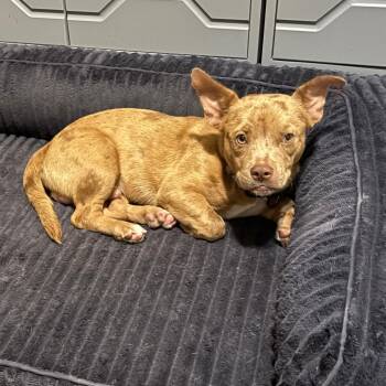 Terrence -  Mixed Breed Dog for Adoption in Gainesville, Florida - Terrence | PetCurious