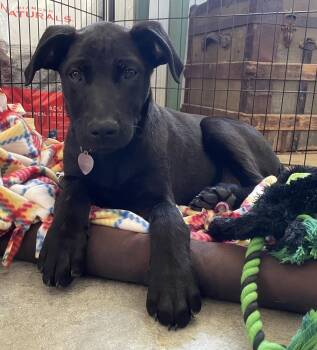 Rescue German Shepherd Dog and Mastiff Dogs for Adoption in Santa Maria, California - Xena | PetCurious