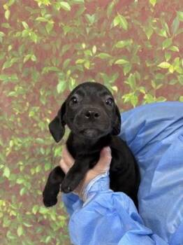 Chloe -  Labrador Retriever and Mixed Breed Dog for Adoption in San Antonio, Texas - Chloe | PetCurious
