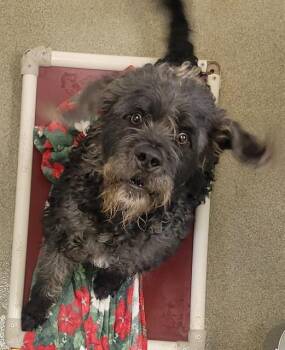 TERRY -  Poodle and Mixed Breed Dog for Adoption in West Valley City, Utah - TERRY | PetCurious